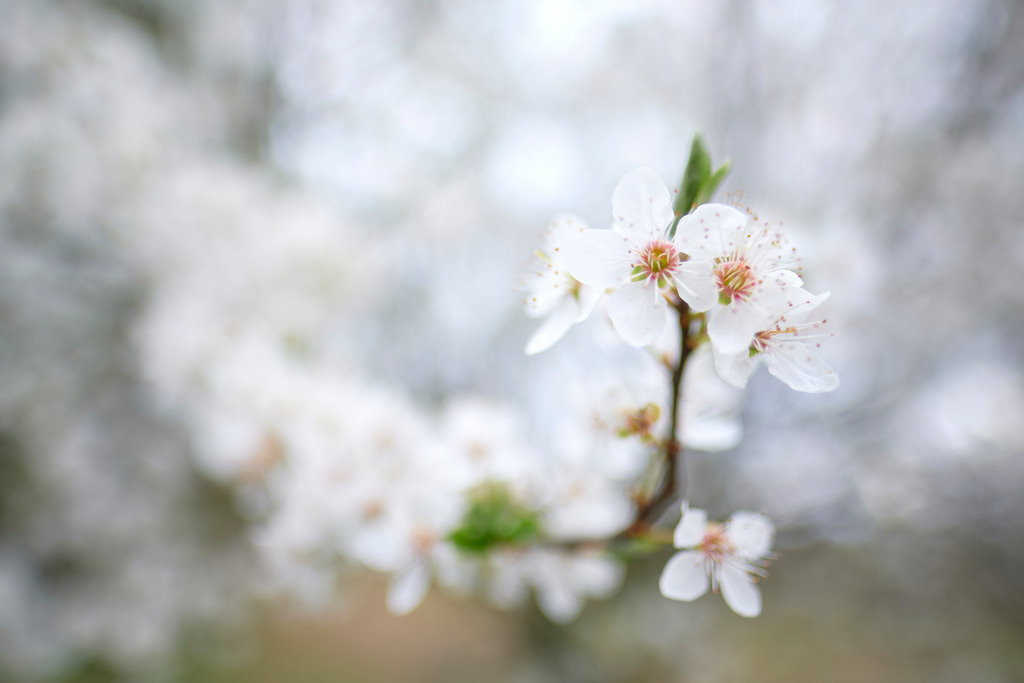 Strauch mit weißen Blüten im Abendlicht | Seebarn, Austria - March 19, 2020: Strauch mit weißen Blüten im Abendlicht. - Realisiert mit Pictrs.com