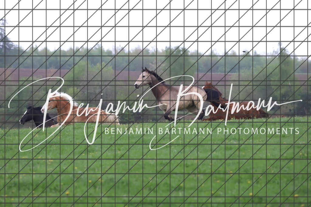 IMG_4272 | Benjamin Bartmann Photomoments