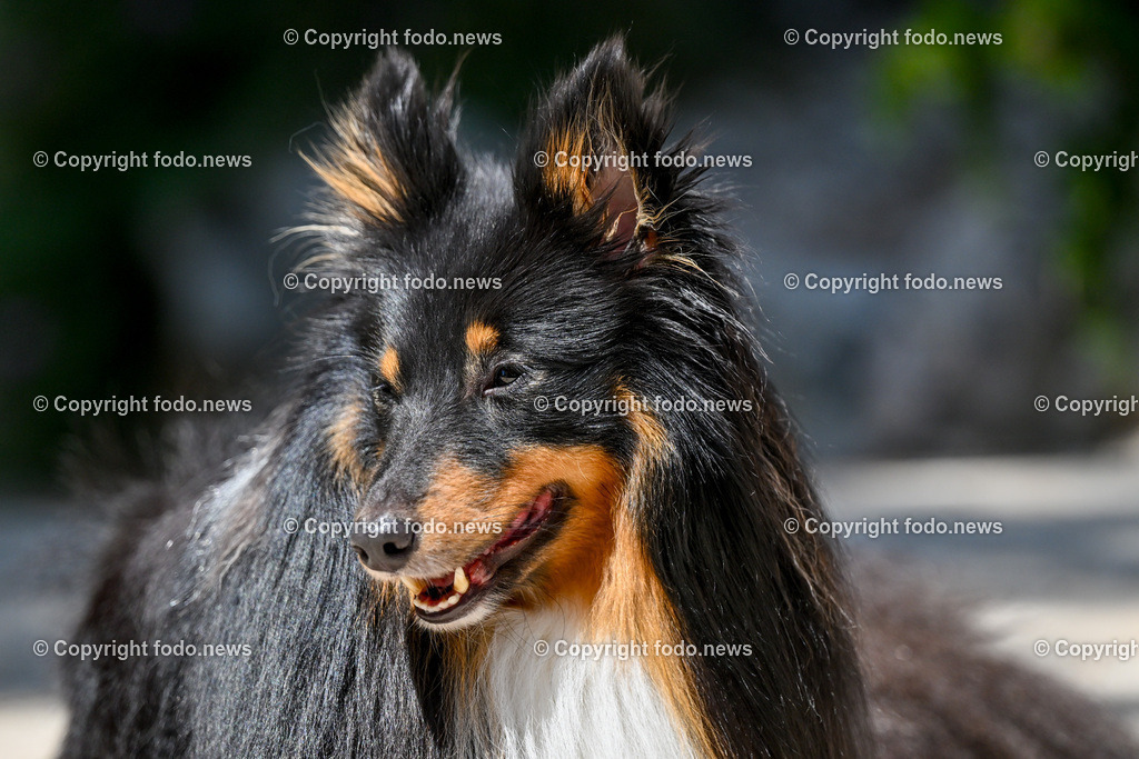 Hunde in Kroatien_ 31.07.2023-45 | 31.07.2023, Kroatien, HRV, Brač, Insel in Dalmatien im Bild Hunde, Shelties