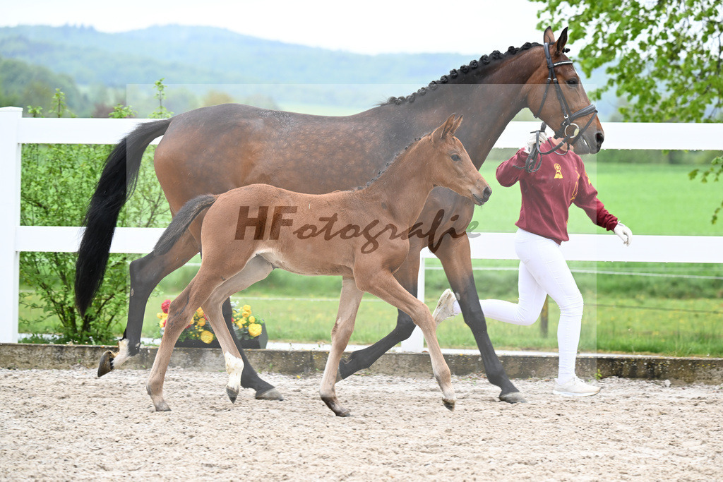 Kat-Nr. 41 SF Comanchero x Zinedream_Wanner_23261428 | hf-fotografie - Realisiert mit Pictrs.com