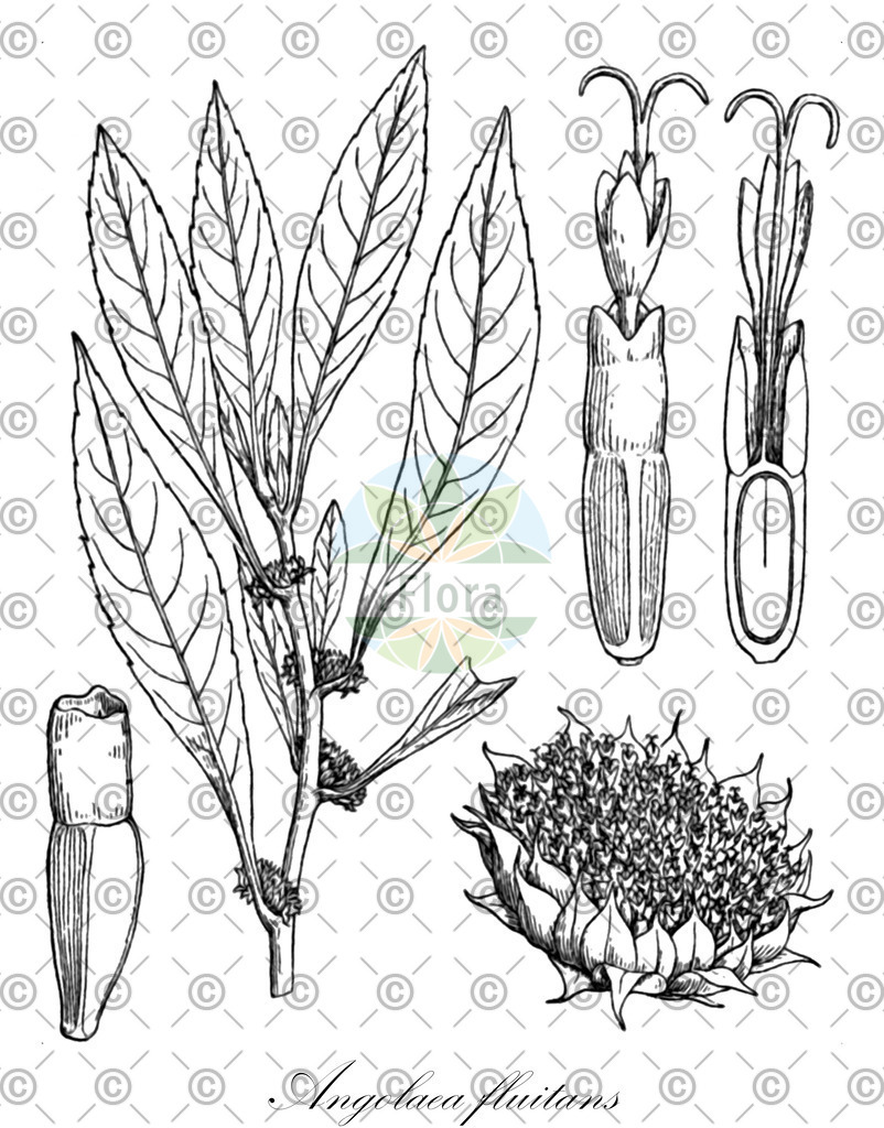 HistAbb_wfo-0000536542_265_ENZY_Simple | Historische Abbildung von Angolaea fluitans - Podostemaceae | Historical Illustration of Angolaea fluitans - Podostemaceae