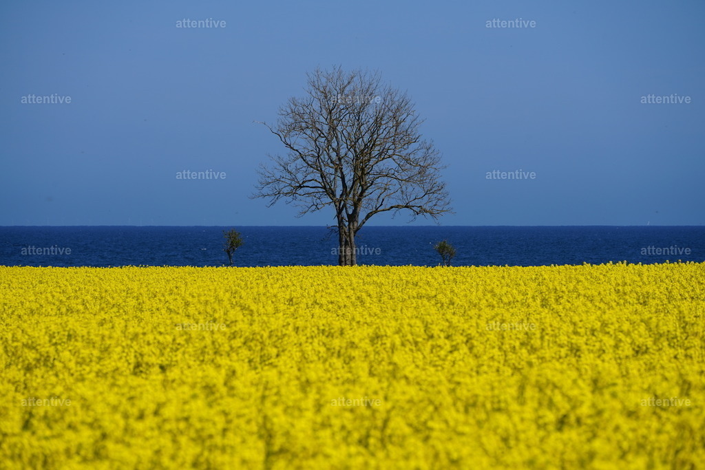 Blau-Gelb | Gebiet um Leuchtturm Staberhuk, Fehmarn, Deutschland - Realisiert mit Pictrs.com