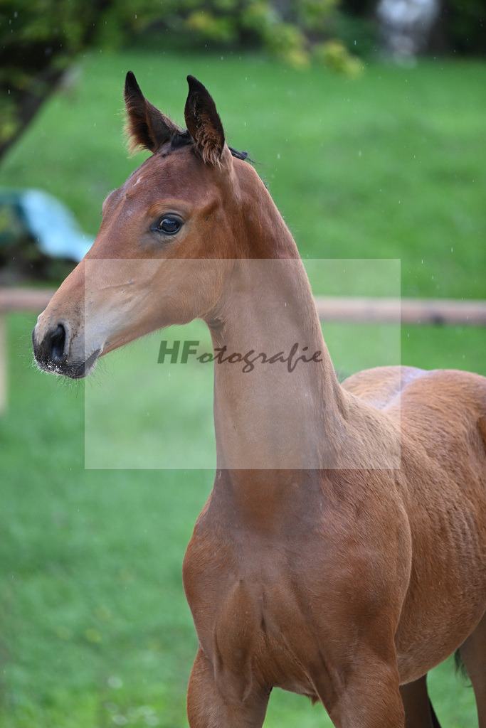 Kat-Nr. 7 SF DSP Va Bene_Hirschberger_25230111 | hf-fotografie - Realizzato con Pictrs.com