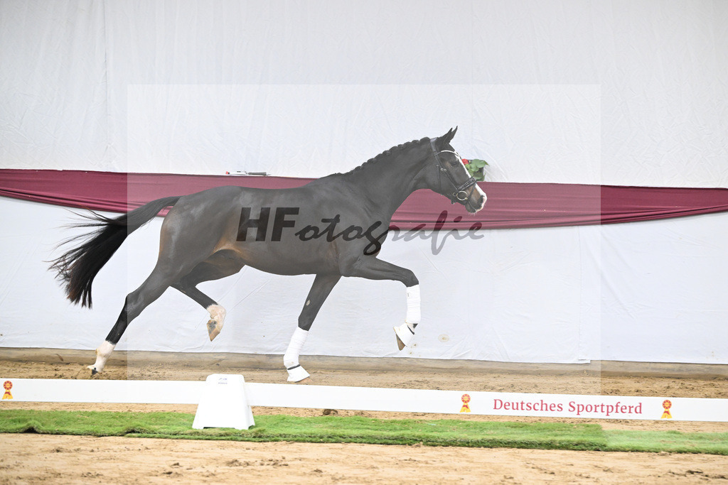 Kat-Nr. 106 Erste Sahne x Dimaggio_Gestuet Rickhof_47251791 | hf-fotografie - Realizzato con Pictrs.com