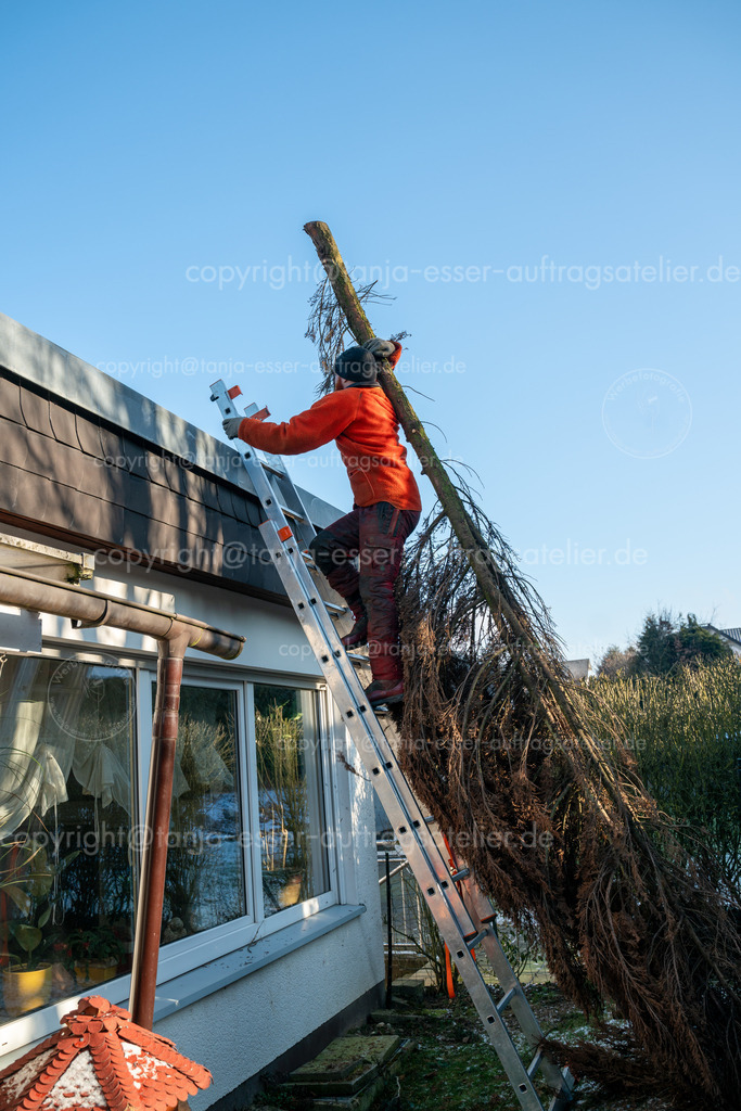 Baumschnitt Gaertner traegt Baum Leiter hoch vertikal W D | Ein Landschaftsgärtner transportiert händisch eine gefällte Konifere aus dem Garten über das Dach eines Hauses und steigt deshalb eine Leiter hinauf. 