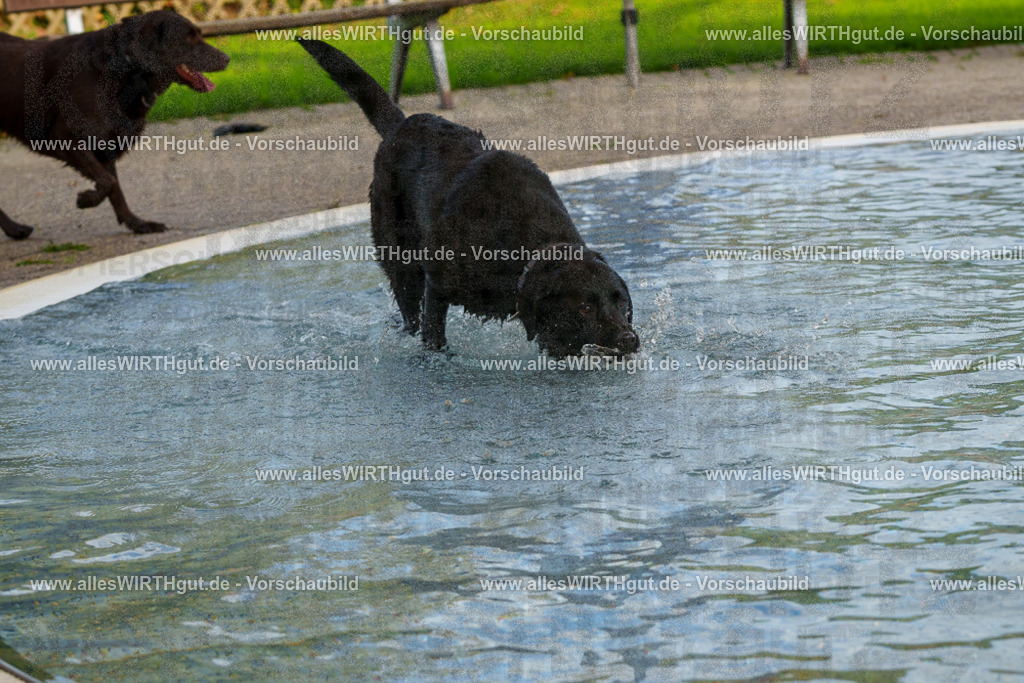 Hundeschwimmen_Grefrath_2026-allesWIRTHgut_Tierfotografie-09_26-FAY07589 | Professionelle Tierfotografie in Mönchengladbach von Daniel Wirth (allesWIRTHgut). Liebevolle & natürliche Bilder von Hunden & Katzen für unvergessliche Erinnerungen.