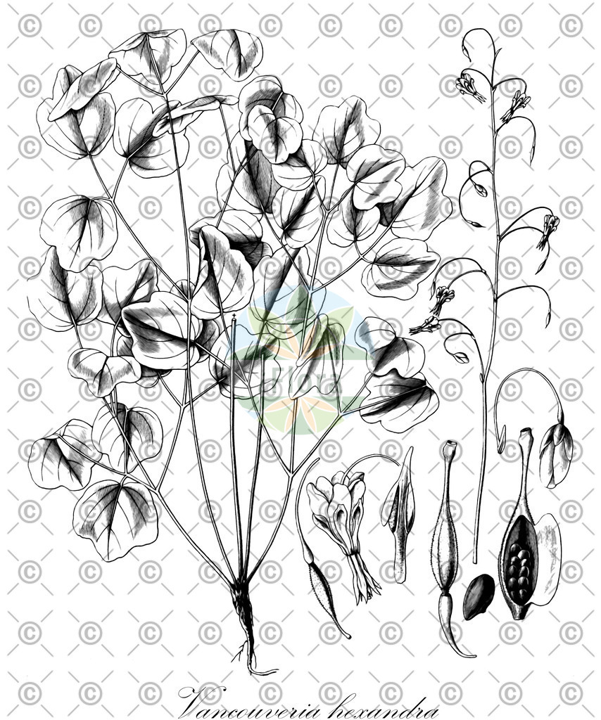 HistAbb_wfo-0000420257_1_ENZY_Simple | Historische Abbildung von Vancouveria hexandra - Berberidaceae | Historical Illustration of Vancouveria hexandra - Berberidaceae