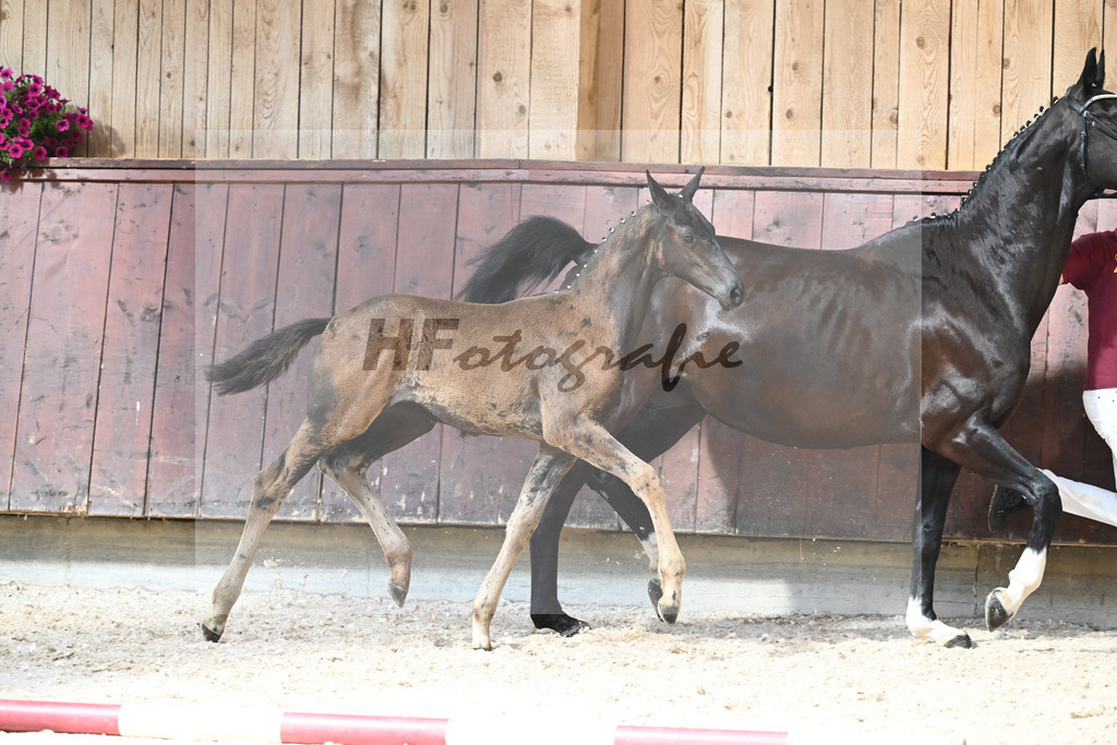 Kat-Nr. 16 SF Nashville Star x Danciano_Seiler_32240383 | hf-fotografie - Realisiert mit Pictrs.com