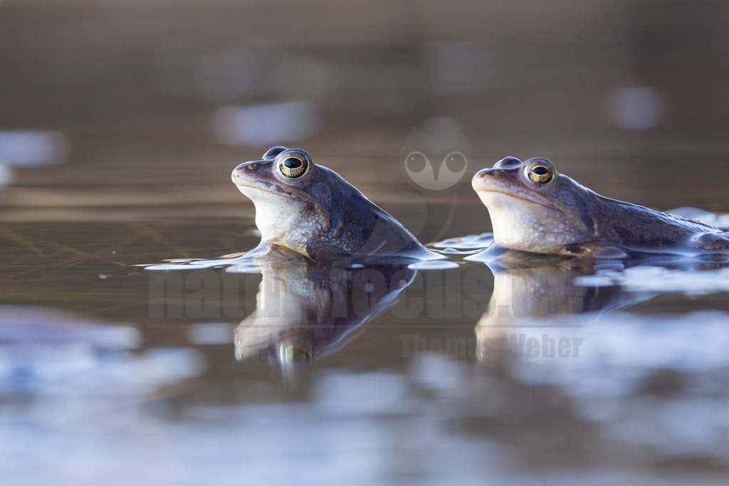 R5NF3284-20230316 | Der Moorfrosch gehört innerhalb der Ordnung der Froschlurche zur Familie der Echten Frösche und ebenso zur Gattung der Echten Frösche. Außerdem fasst man ihn nach Aussehen und Lebensweise mit anderen Arten zu den sogenannten Braunfröschen zusammen.  - Realisiert mit Pictrs.com