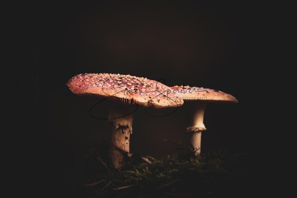 Fliegenpilz Duo | Simone Sperber, svb-photography,Fotografin,Bilddesignerin,Naturfotografie,Macrofotografie,Tierfotografie,Wildtierfotografie,Ausstellungen,Auftragsfotografie,Kunst,Art,Photographer,Shootings,Bildberatbeitung,Galerie,Shop