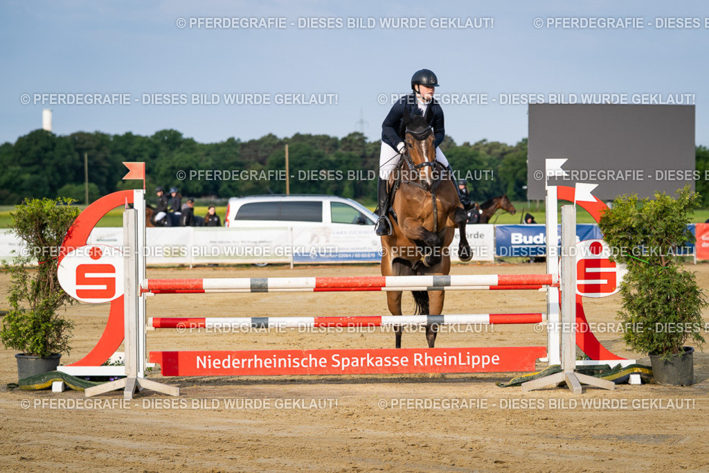 DSC02267 | Pferdegrafie