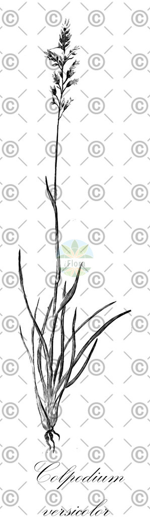 HistAbb_wfo-0000917983_1_ENZY_Simple | Historische Abbildung von Colpodium versicolor - Poaceae | Historical Illustration of Colpodium versicolor - Poaceae