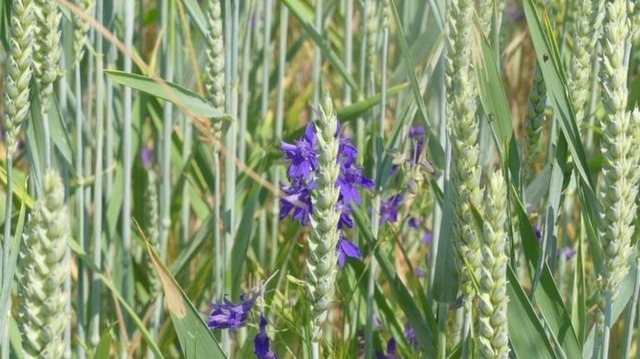 feld-rittersporn | Verkauf von Fotos und  Videoclips zumThema Natur.Motive sind Pflanzen, Tiere, Landschaftenund Wetter - Realisiert mit Pictrs.com