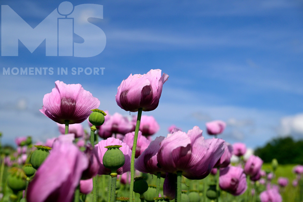 MIS_180818cm005 | 08.06.2022,  Türkheim, Unterallgäu,  Lila Mohnblüten auf einem Mohn-Feld.  - Realisiert mit Pictrs.com