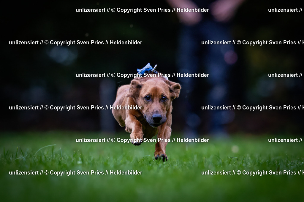 Sven Pries | 2024-10-19 - Hunderennen Ober-Grombach - Realisiert mit Pictrs.com