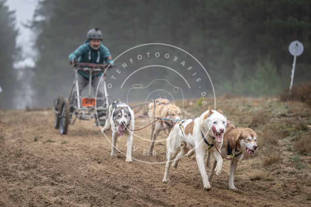 Pfotenfotografie_DV3A0712 | Hundefotografie, Tierfotograf, Pfotenfotografie, Fotoshooting Hund, Hunde Portrait, Hundesport, Hundeportraits, Heideshooting, Hunde, Sportfotograf, Hundefotograf, Turnierhundsport, THS,  - Realisiert mit Pictrs.com