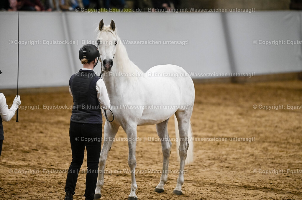 20260307_Hengstvorstellung-Marbach_0291 | equistock