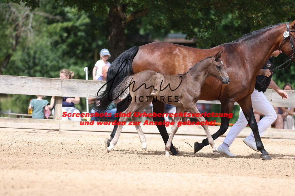 Fohlenschau_Schwäbisch_Hall_dressurbetonte_Fohlen_KN 53_2 | lmwpictures - Realisiert mit Pictrs.com