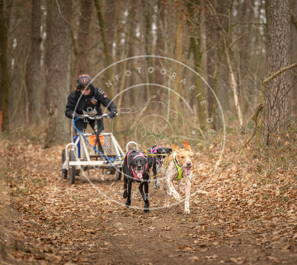 Pfotenfotografie_DV3A8770 | Hundefotografie, Tierfotograf, Pfotenfotografie, Fotoshooting Hund, Hunde Portrait, Hundesport, Hundeportraits, Heideshooting, Hunde, Sportfotograf, Hundefotograf, Turnierhundsport, THS,  - Realisiert mit Pictrs.com