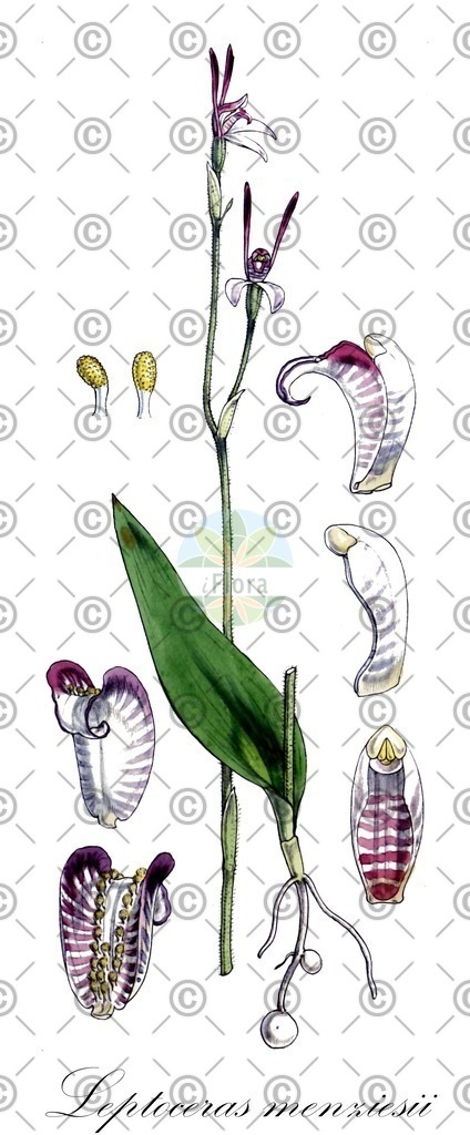 HistAbb_wfo-0000682892_1_ENZY_Simple | Historische Abbildung von Leptoceras menziesii - Orchidaceae | Historical Illustration of Leptoceras menziesii - Orchidaceae