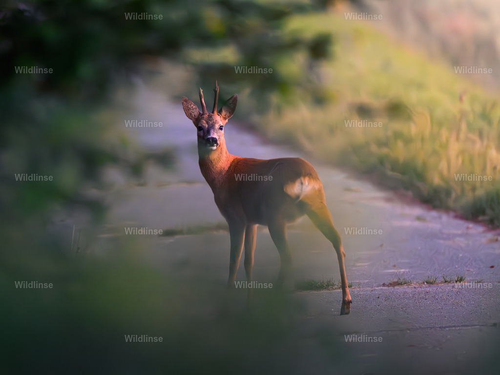 Wildlinse-250625-7 | Willkommen bei Wildlinse. Wildtierfotografien aus Schleswig-Holstein: Entdecke einzigartige Fine-Art-Prints und Poster, die Ruhe, Wildnis und die Schönheit unserer heimischen Tierwelt in dein Zuhause bringen. - Realisiert mit Pictrs.com
