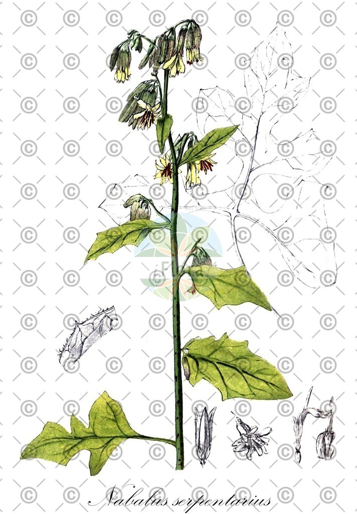 HistAbb_5WZ6_2_ENZY_Simple | Historische Abbildung von Nabalus serpentarius - Asteraceae | Historical Illustration of Nabalus serpentarius - Asteraceae (butterweed;cankerweed;gall-of-the-earth)