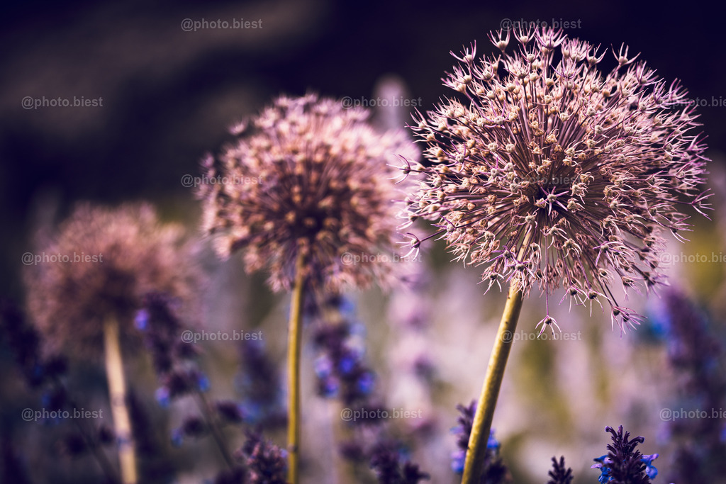 Dreierlei | Drei Alliumblüten in verschiedenen Schärfeebenen. - Realisiert mit Pictrs.com