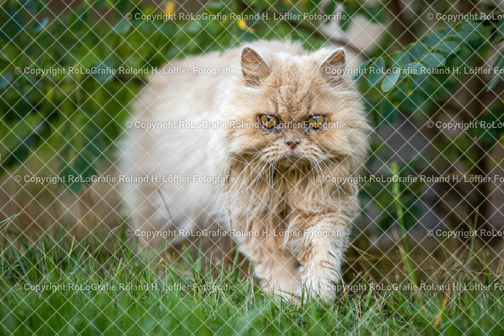 Perserkater_01 | Perserkater Balu im Garten - Realisiert mit Pictrs.com
