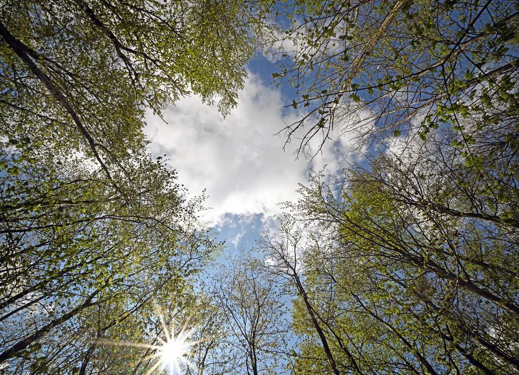 Wald03 | lucisnaturbilder - Realisiert mit Pictrs.com