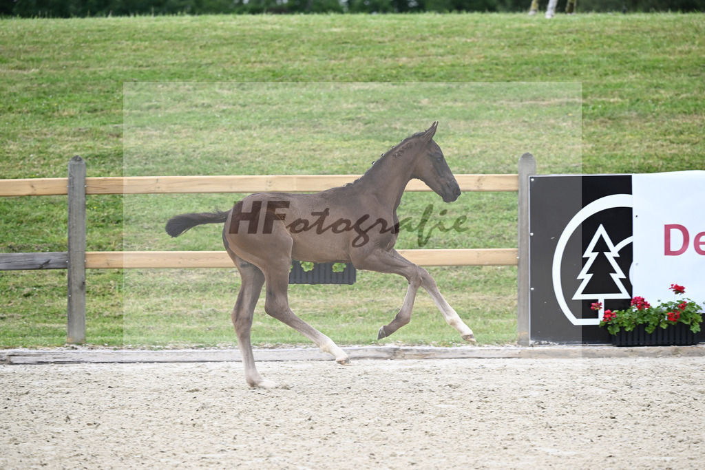 Kat-Nr. 9 HF Fair Game_Sanladerer_17230069 | hf-fotografie - Realizzato con Pictrs.com
