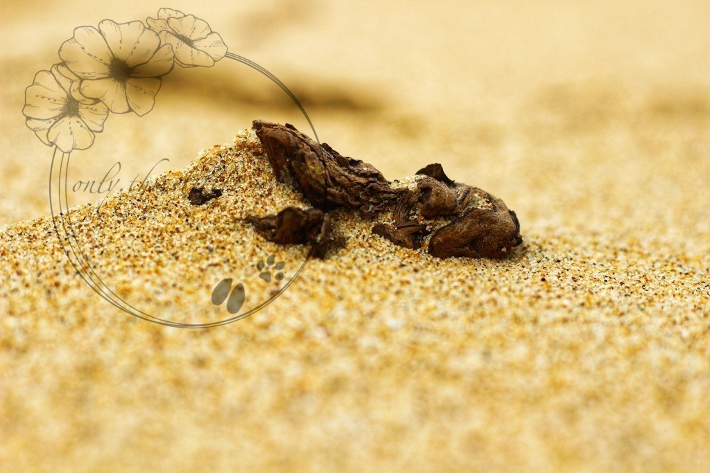 IMG_2495-01 | only.this.little.world - Realisiert mit Pictrs.com