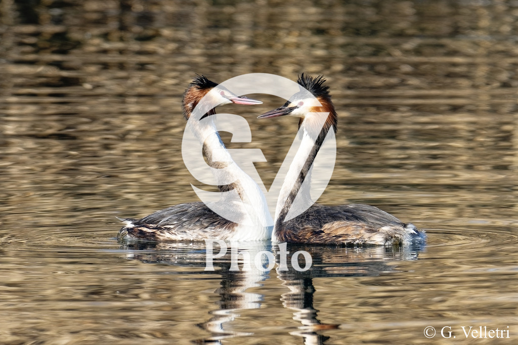 DSC_1526 | Velletri Photo