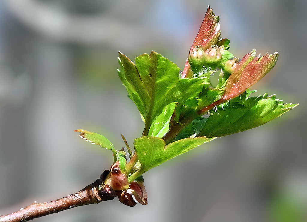 Weißdorn01-2 | lucisnaturbilder - Realisiert mit Pictrs.com