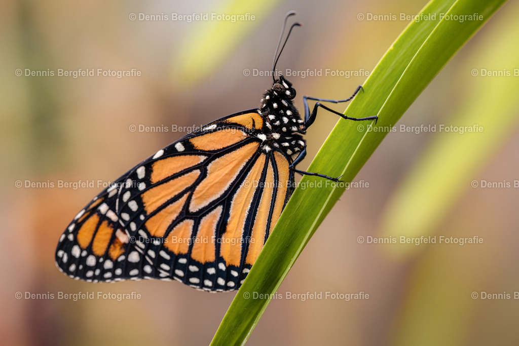 Schmetterling 5 | Entdecken Sie Natur, Makro und Tierfotografie von Dennis Bergfeld.Besondere Momente und Details der Natur, hochwertig als Foto und Wandbild erhältlich. - Realisiert mit Pictrs.com