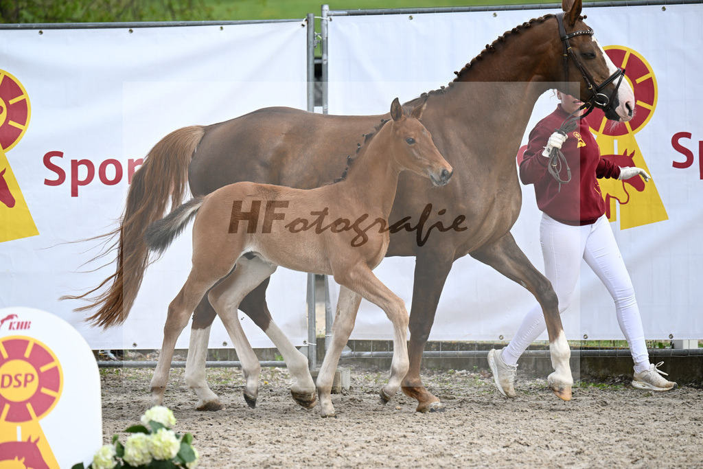 Kat-Nr. 21 HF Glamourdale x Brisbane_Tanner_23261772 | hf-fotografie - Realisiert mit Pictrs.com