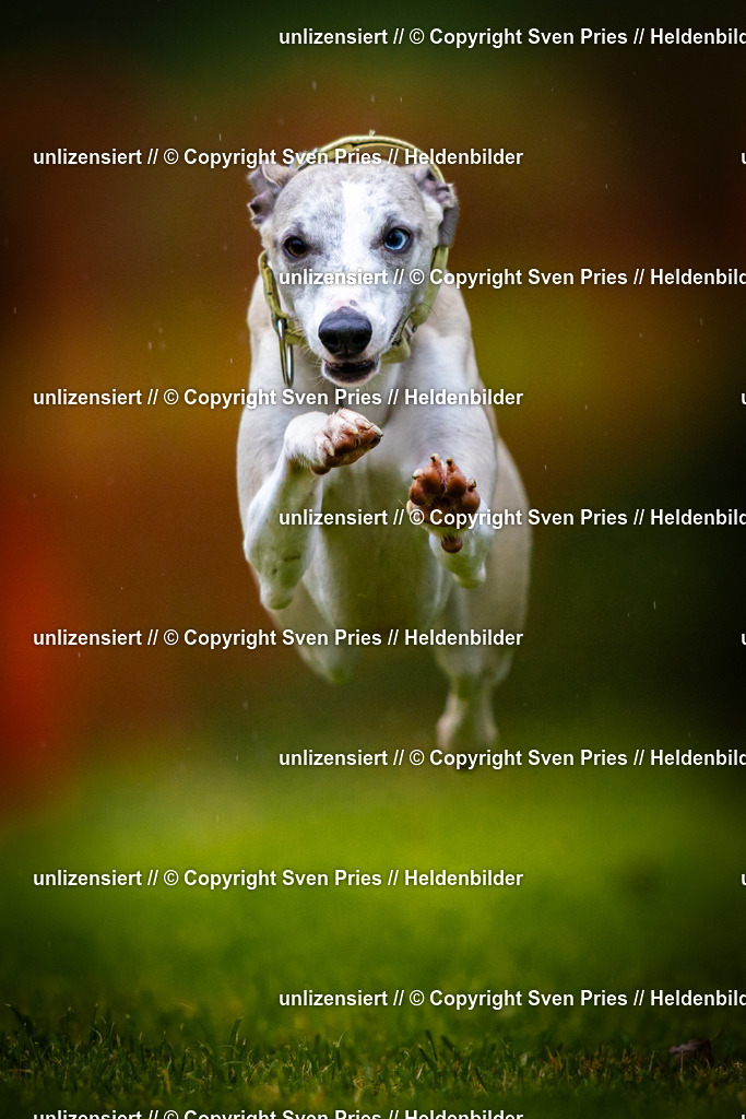 Sven Pries | 2025-09-21 - Hunderennen Baden-Oos - Realisiert mit Pictrs.com