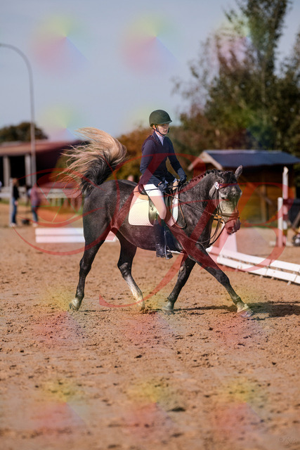 2026_10_03_Siefer-Hof_120336_Z81_05152656 | Professionelle Reitsport-, Turnier- und Eventfotografie von Robert Broda. Galerien mit ausgewählten und bearbeiteten Bildern direkt online ansehen und bestellen.