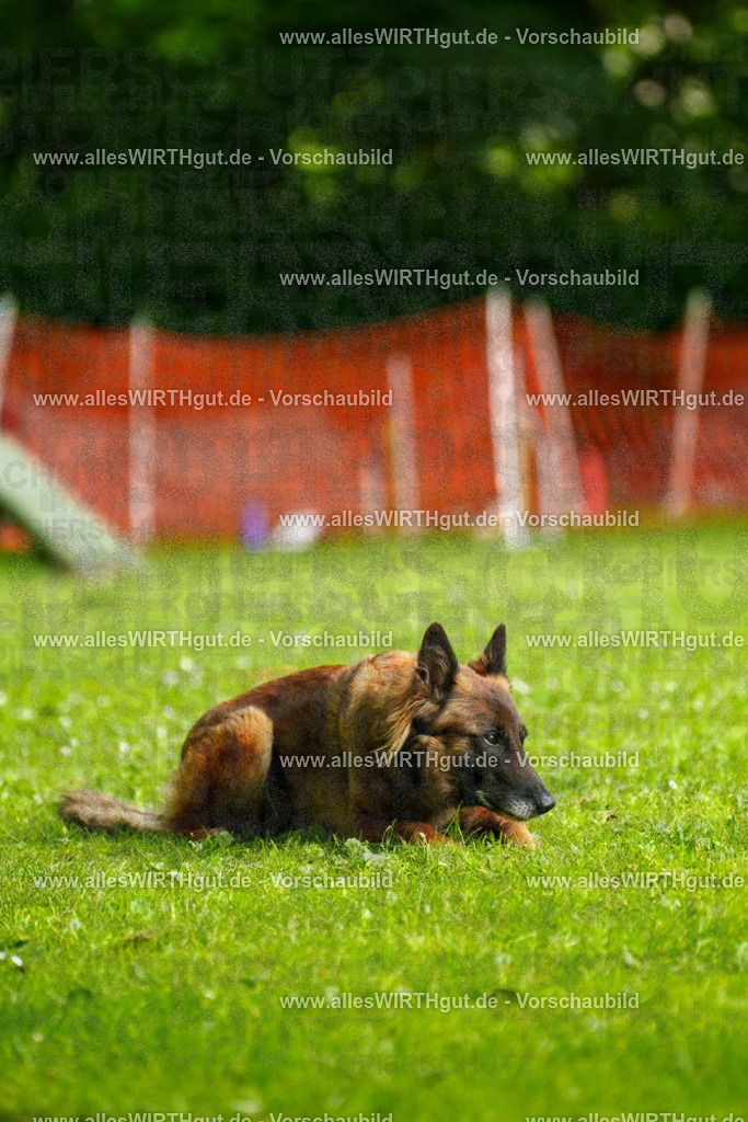 @allesWIRTHgut_Tierfotografie - www.allesWIRTHgut.de - 101916-7R508351 | Professionelle Tierfotografie in Mönchengladbach von Daniel Wirth (allesWIRTHgut). Liebevolle & natürliche Bilder von Hunden & Katzen für unvergessliche Erinnerungen.