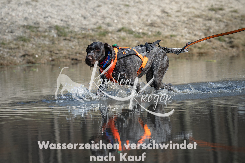 1249_ZZ92094 | kk-dogfotos