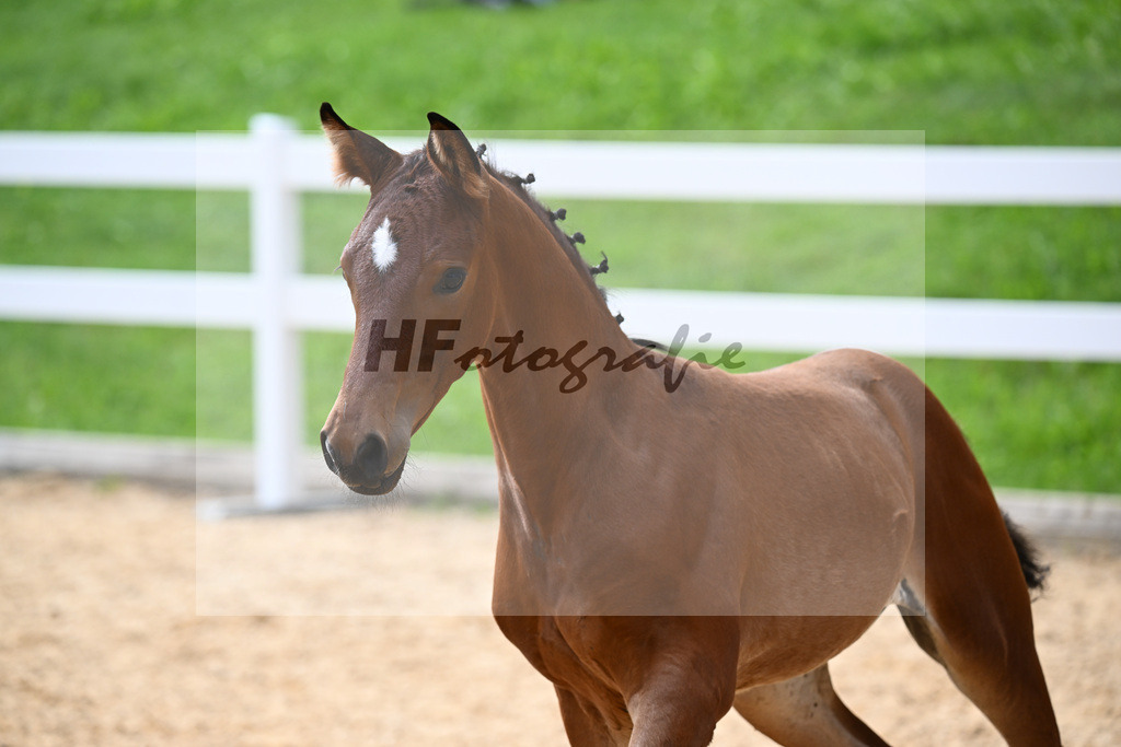 Kat-Nr. 34 Bon Vivaldi x Real Diamond_Zimmermann-Henken_27141080 | hf-fotografie - Realisiert mit Pictrs.com
