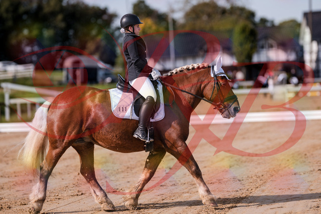 2026_10_03_Siefer-Hof_114106_Z81_84020544 | Professionelle Reitsport-, Turnier- und Eventfotografie von Robert Broda. Galerien mit ausgewählten und bearbeiteten Bildern direkt online ansehen und bestellen.