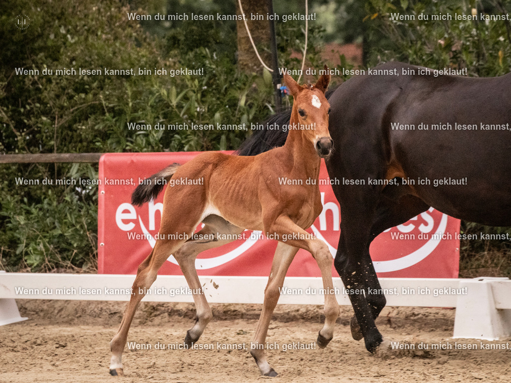 A10I5150 | photographylinaismer - Realisiert mit Pictrs.com
