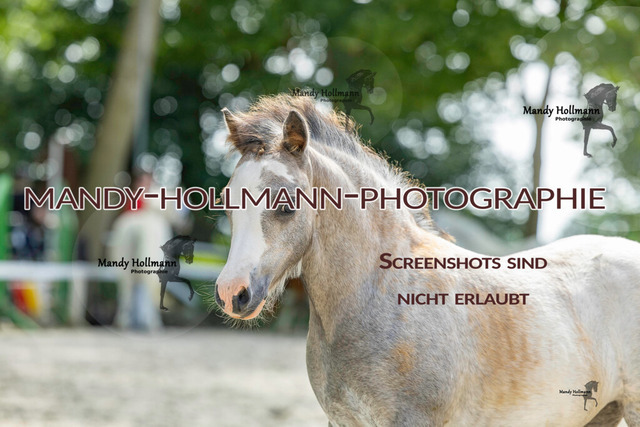 Leybucht-544 | mandyhollmannphotographie