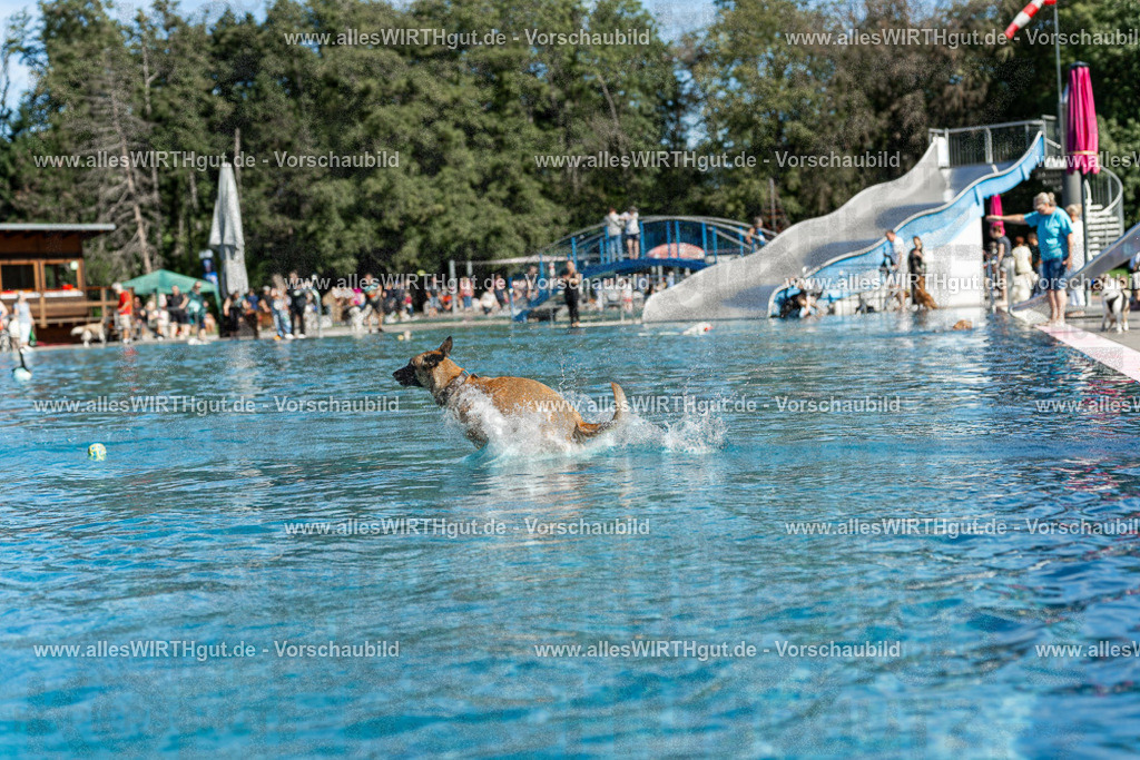 Hundeschwimmen_Volksbad_2026-allesWIRTHgut_Tierfotografie-2609061130-104050-7R509677 | Professionelle Tierfotografie in Mönchengladbach von Daniel Wirth (allesWIRTHgut). Liebevolle & natürliche Bilder von Hunden & Katzen für unvergessliche Erinnerungen.