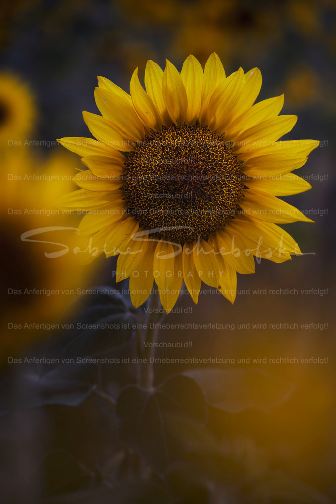 Summer Gold | Exklusive Naturfotografie für stilvolle Wanddekoration ★ Premium Wandbilder Made in Germany ✔️ FineArt Drucke & Downloads ✔️ Brillante Farben, höchste Qualität & weltweiter Versand ✔️ - Realisiert mit Pictrs.com