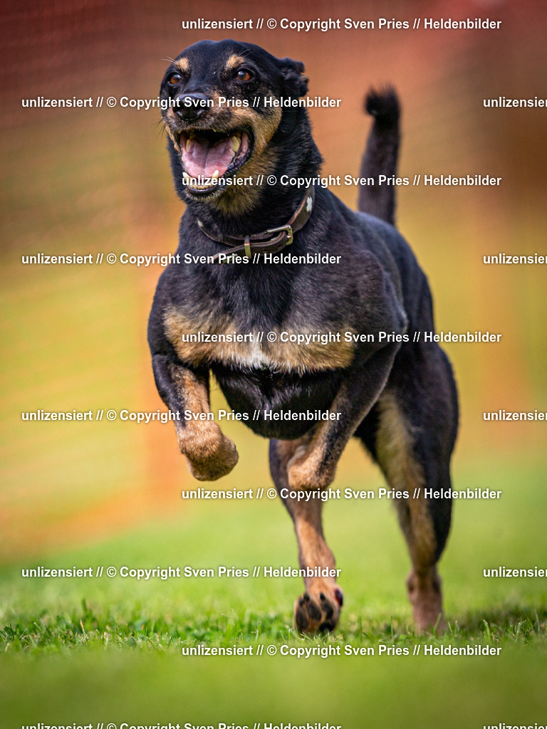 Sven Pries | 2024-09-22 - Hunderennen Baden-BadenPudelverein - Realisiert mit Pictrs.com