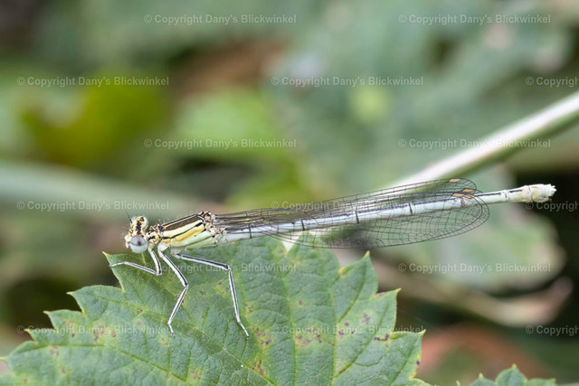 202017 | Tierfotografie, Tierkalender, Tierbilder, Insekten, Spinnen, Vögel, Schmetterling, Libellen, Leinwand, Colorkey, Qualität, Geschenkartikel, Geschenk - Realisiert mit Pictrs.com