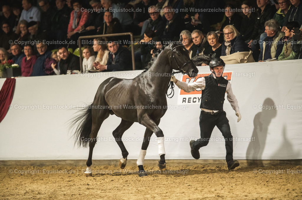 20240302_Hengstvorstellung_Marbach_TOMsPiC_1294 | equistock