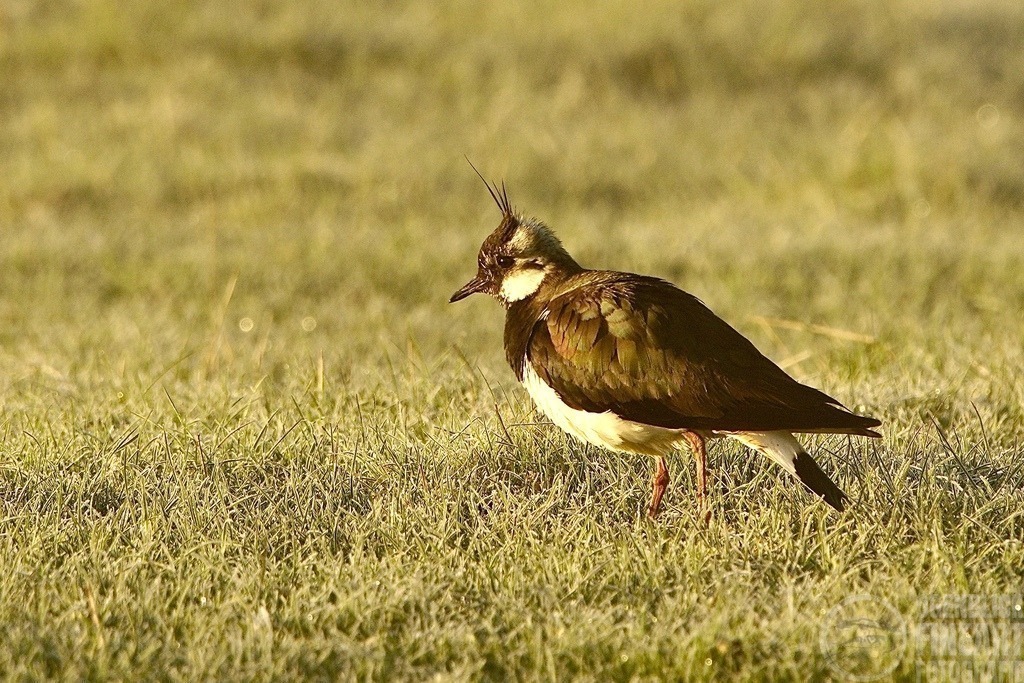 DSC01302 | Björn Thiemann; Ogenblick.de; Fotografie; Photograph; Landscape, Pellworm, Schleswig-Holstein; Inselfotograf; Inselfotografien; Wattenmeer; National-Park; Naturschutzgebiet; Leuchtturm; Lighthouse; Leinwandbilder; Kalender; Pellworm Kalender;  - Realisiert mit Pictrs.com
