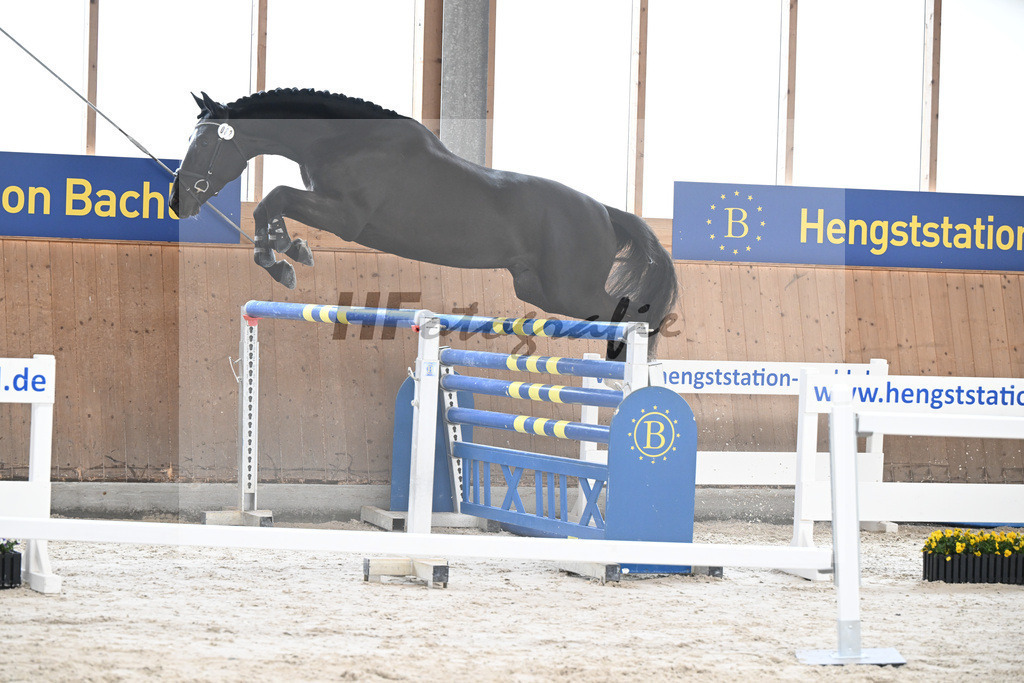 Kat-Nr. 32 Athos v. L Elu de Dun AA_Schneider_5251591 | hf-fotografie - Realisiert mit Pictrs.com